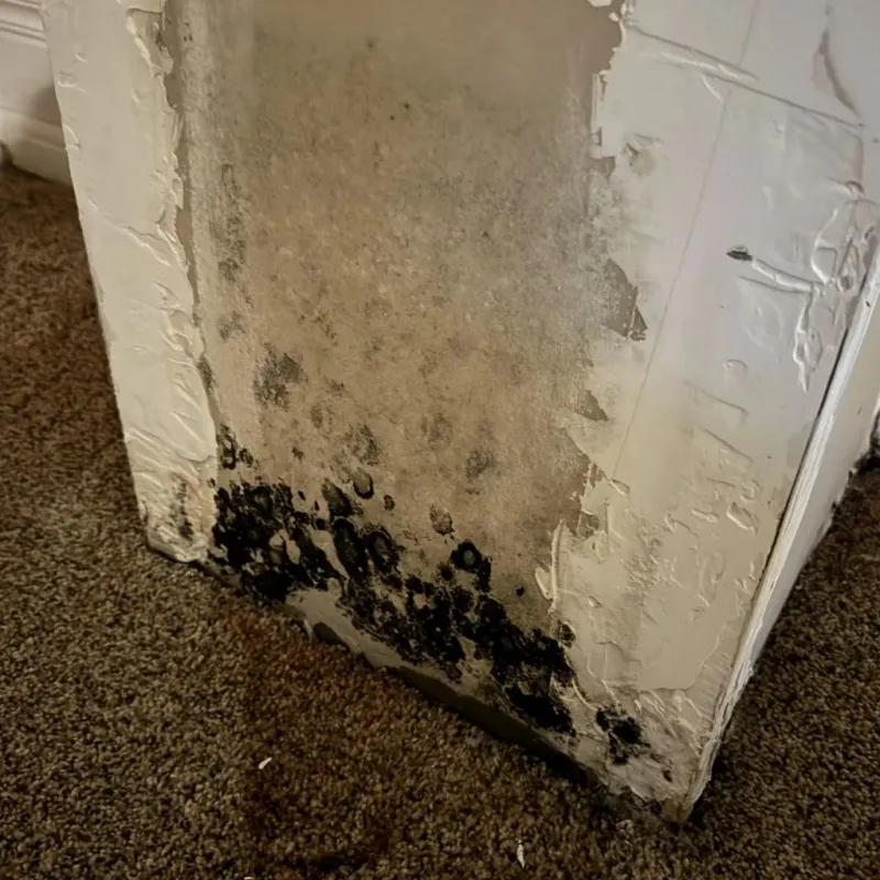 Professional Mold Removal in Anniston, AL